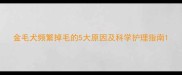 金毛犬频繁掉毛的5大原因及科学护理指南