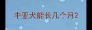 中亚犬能长几个月