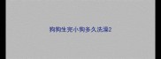 狗狗生完小狗多久洗澡