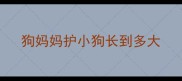 狗妈妈护小狗长到多大