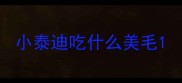小泰迪吃什么美毛