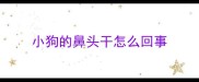 小狗的鼻头干怎么回事