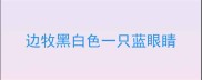 边牧黑白色一只蓝眼睛