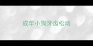 成年小狗牙齿松动