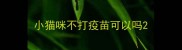 小猫咪不打疫苗可以吗