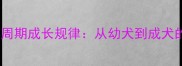 精准拉布拉多全周期成长规律从幼犬到成犬的科学饲养指南