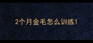 2个月金毛怎么训练