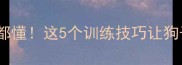 养过拉布拉多的都懂这5个训练技巧让狗子秒变训练狂魔