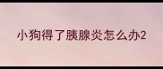 小狗得了胰腺炎怎么办