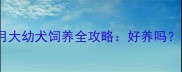 边牧1个月大幼犬饲养全攻略好养吗关键要点