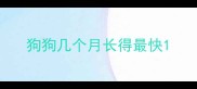 狗狗几个月长得最快