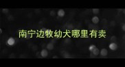 南宁边牧幼犬哪里有卖