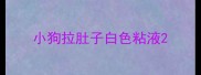 小狗拉肚子白色粘液
