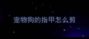 宠物狗的指甲怎么剪