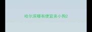 哈尔滨哪有便宜卖小狗