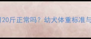哈士奇3个月20斤正常吗幼犬体重标准与饲养指南全