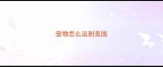 宠物怎么运到美国