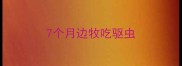 7个月边牧吃驱虫