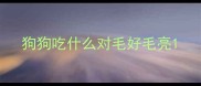 狗狗吃什么对毛好毛亮