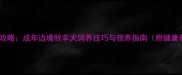 边牧领养全攻略成年边境牧羊犬饲养技巧与领养指南附健康养护秘籍