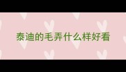 泰迪的毛弄什么样好看