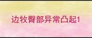 边牧臀部异常凸起