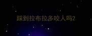 踩到拉布拉多咬人吗