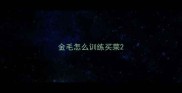 金毛怎么训练买菜
