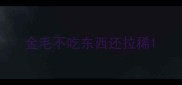 金毛不吃东西还拉稀