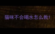 猫咪不会喝水怎么教