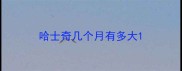 哈士奇几个月有多大