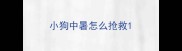 小狗中暑怎么抢救