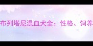 拉布拉多布列塔尼混血犬全性格饲养与养护指南