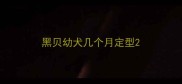 黑贝幼犬几个月定型