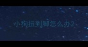 小狗扭到脚怎么办