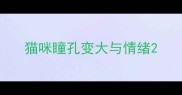 猫咪瞳孔变大与情绪