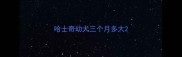 哈士奇幼犬三个月多大