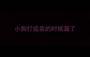 小狗打疫苗的时候漏了
