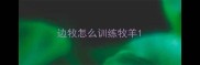 边牧怎么训练牧羊