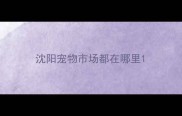 沈阳宠物市场都在哪里