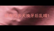 拉布拉多犬换牙后乱啃