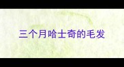 三个月哈士奇的毛发
