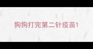 狗狗打完第二针疫苗