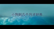 小狗到几个月才好养