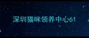 深圳猫咪领养中心6
