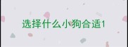 选择什么小狗合适