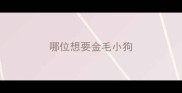 哪位想要金毛小狗