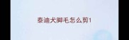 泰迪犬脚毛怎么剪