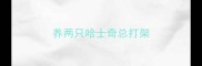 养两只哈士奇总打架