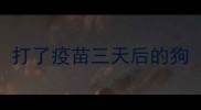打了疫苗三天后的狗